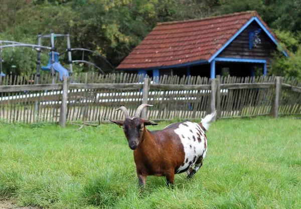 낙농장에 초원에 그레이싱 동물의 클로즈업 여름에 네덜란드 — 스톡 사진
