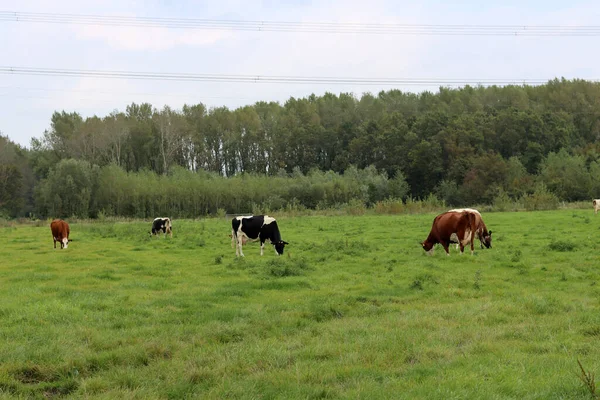 Een Veefoto Koeien Grazen Een Groen Veld Het Nederlandse Platteland — Stockfoto