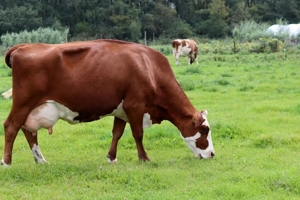 Close Photo Milk Cow Grazing Green Meadow Dutch Village — Stock Photo, Image