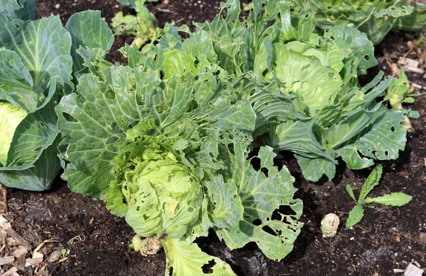 菜园里的有机卷心菜 健康食品概念 — 图库照片