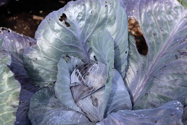 Органическая Капуста Огороде Концепция Здорового Питания — стоковое фото