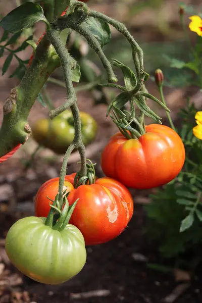 Dojrzałe Pomidory Rosnące Szklarni Świeże Organiczne Warzywa Ogrodzie Koncepcja Zdrowego — Zdjęcie stockowe