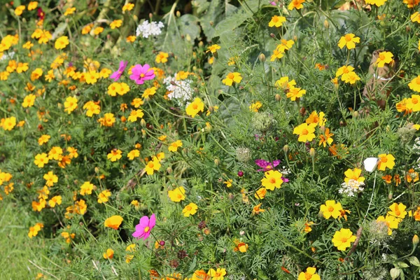 Kaliforniya Poppy Nin Sarı Çiçekleri Escholzia Calinica — Stok fotoğraf