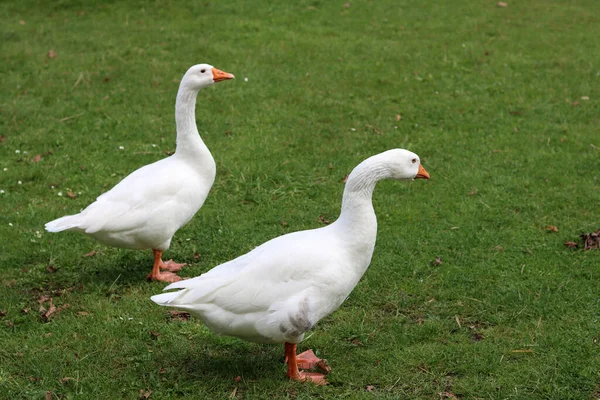 Two White Geese Green Meadow Farm — Stock Photo, Image