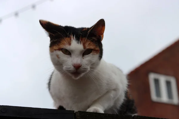 Porträt Einer Katze Auf Dem Dach Eines Hauses — Stockfoto