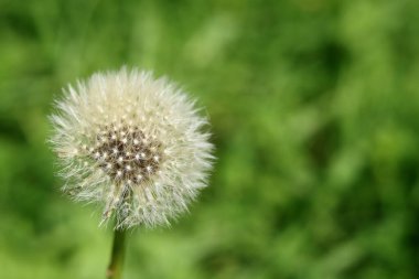 Bahçedeki yeşil çimlerin üzerine çiğ damlaları damlayan karahindiba. Beyaz karahindiba, yakın plan fotoğraf. Çevre sohbeti konsepti. Kopyalama alanı olan yeşil bulanık arkaplan. 