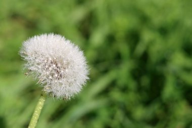 Bahçedeki yeşil çimlerin üzerine çiğ damlaları damlayan karahindiba. Beyaz karahindiba, yakın plan fotoğraf. Çevre sohbeti konsepti. Kopyalama alanı olan yeşil bulanık arkaplan. 