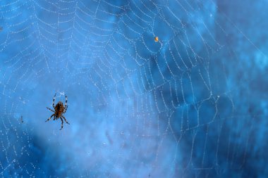 Sabah ışığında çiğ damlaları olan örümcek ağı. Bahçede sonbahar. Çiğ damlalarının soyut fotoğrafı.