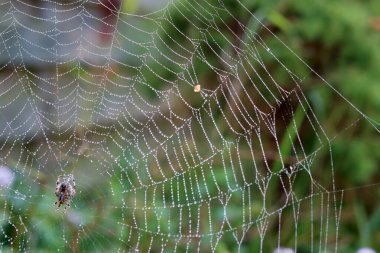 Sabah ışığında çiğ damlaları olan örümcek ağı. Bahçede sonbahar. Çiğ damlalarının soyut fotoğrafı.