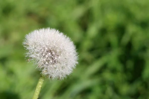 蒲公英 露珠滴在花园里的青草上 白色蒲公英近照 环境对话概念 带有复制空间的绿色模糊背景 — 图库照片