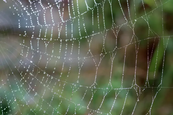 晨光下有露珠的蜘蛛网 秋天在花园里 露珠的抽象照片 — 图库照片