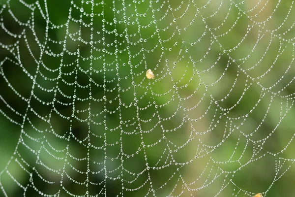 晨光下有露珠的蜘蛛网 秋天在花园里 露珠的抽象照片 — 图库照片