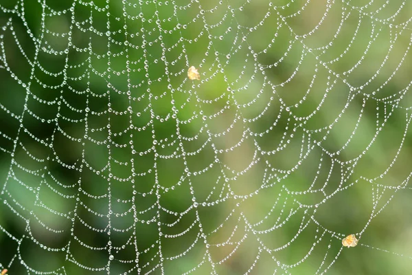 Spindelnät Med Daggdroppar Morgonljuset Hösten Trädgården Abstrakt Foto Daggdroppar — Stockfoto