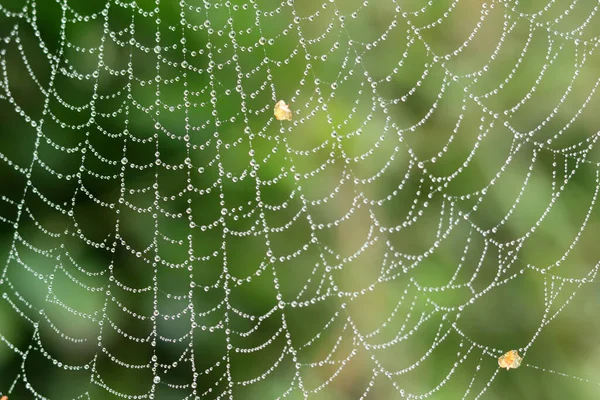 Spinnenweb Met Dauwdruppels Het Ochtendlicht Herfst Tuin Abstract Foto Van — Stockfoto