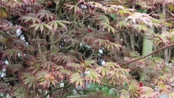 Acero Giapponese Vicino Belle Foglie Rosse Sul Vento Albero Giardino — Video Stock