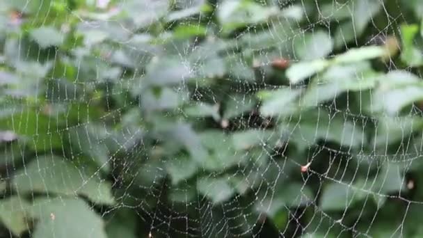 Örümcek Ağı Rüzgarda Hareket Ediyor Bahçede Sonbahar — Stok video
