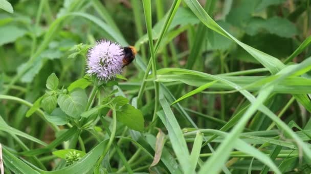 Hummel Auf Pfefferminzblüte Sonniger Tag Garten Insekt Bestäubt Blühenden Strauch — Stockvideo