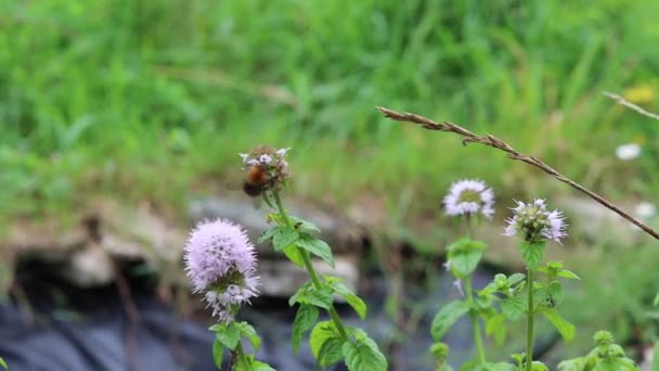Bumblebee Fiore Menta Piperita Giornata Sole Giardino Insetti Impollinati Cespuglio — Video Stock
