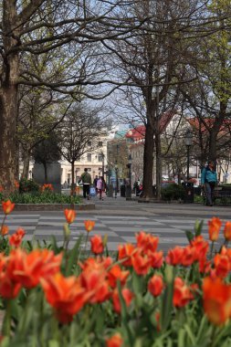 Şehir parkında güneşli bir gün. Bratislava, Slovakya şehir merkezinin güzel mimarisi. Avrupa konseptini keşfet.  