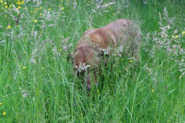 Büyük köpek yeşil çimlerde yürüyor, yaz günü bahçede. Vahşi bir tarlada yaşlı kahverengi bir köpek. Hayvan bakımı konsepti. 