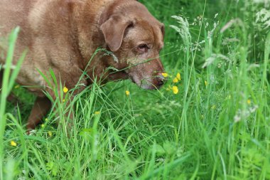 Büyük köpek yeşil çimlerde yürüyor, yaz günü bahçede. Vahşi bir tarlada yaşlı kahverengi bir köpek. Hayvan bakımı konsepti. 