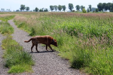 Kahverengi Labrador köpeği yeşil alanda yürüyor. Güneşli yaz gününde son sınıf köpeği. Yürürken gülümseyen bir hayvanın fotoğrafını çek.. 