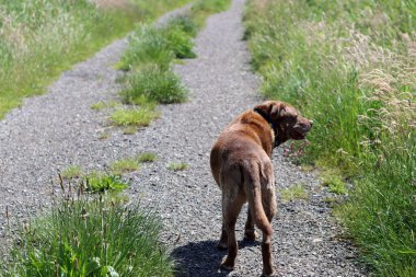 Kahverengi Labrador köpeği yeşil alanda yürüyor. Güneşli yaz gününde son sınıf köpeği. Yürürken gülümseyen bir hayvanın fotoğrafını çek.. 