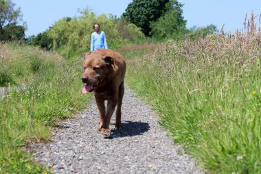 Kahverengi Labrador köpeği yeşil alanda yürüyor. Güneşli yaz gününde son sınıf köpeği. Yürürken gülümseyen bir hayvanın fotoğrafını çek.. 