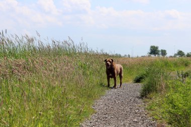 Kahverengi Labrador köpeği yeşil alanda yürüyor. Güneşli yaz gününde son sınıf köpeği. Yürürken gülümseyen bir hayvanın fotoğrafını çek.. 