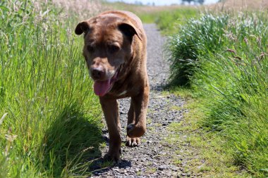 Kahverengi Labrador köpeği yeşil alanda yürüyor. Güneşli yaz gününde son sınıf köpeği. Yürürken gülümseyen bir hayvanın fotoğrafını çek.. 