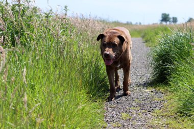 Kahverengi Labrador köpeği yeşil alanda yürüyor. Güneşli yaz gününde son sınıf köpeği. Yürürken gülümseyen bir hayvanın fotoğrafını çek.. 