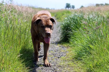 Kahverengi Labrador köpeği yeşil alanda yürüyor. Güneşli yaz gününde son sınıf köpeği. Yürürken gülümseyen bir hayvanın fotoğrafını çek.. 