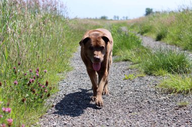 Kahverengi Labrador köpeği yeşil alanda yürüyor. Güneşli yaz gününde son sınıf köpeği. Yürürken gülümseyen bir hayvanın fotoğrafını çek.. 
