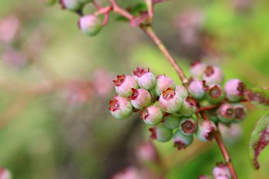 Yabanmersini çalısının yakın çekimini yap. Soyut doğa geçmişi. Sağlıklı beslenme konsepti. Yapraklar ve böğürtlen dokusu yeşil arkaplana yakın metin için boşluk ile. 