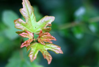 Bahçe bitkilerinin yeşil yaprakları fotoğrafı kapatır. Doğa soyut arkaplan. 