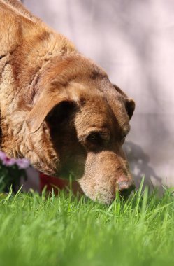 Labrador Retriever bahçede. Köpek ot yiyor. Açık havada yaz günü fotoğrafı.. 