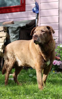 Pembe ahşap bir evin arka planında kahverengi bir köpeğin portresi. Yaz eğlencesi. 