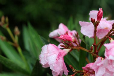 Yapraklarında yağmur damlaları olan pembe zakkum çiçekleri. Güzel bahçe bitkisinin yakın fotoğrafını çek.. 