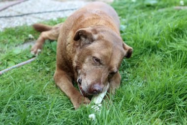 Yetişkin Labrador köpeği yeşil çimlerde kemikle oynuyor. Sağlıklı hayvan için doğal organik atıştırmalık.  