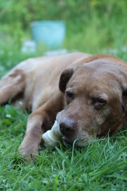 Şirin kahverengi köpek bahçede kemik çiğniyor. Yaşlı köpeğin mutlu hayatı. Labrador yeşil çimlerde oyuncağın tadını çıkarıyor. 