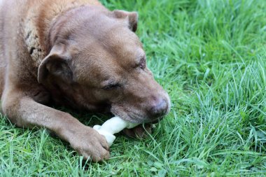 Yetişkin Labrador köpeği yeşil çimlerde kemikle oynuyor. Sağlıklı hayvan için doğal organik atıştırmalık.  