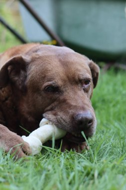 Şirin kahverengi köpek bahçede kemik çiğniyor. Yaşlı köpeğin mutlu hayatı. Labrador yeşil çimlerde oyuncağın tadını çıkarıyor. 