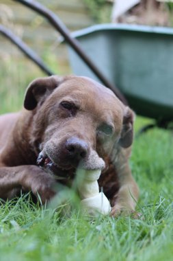 Açık havada ağzında çiğnenmiş kemik tutan büyük kahverengi köpek. Yaşlı Labrador köpeği yeşil çimlerin üzerinde yatıyor ve kemik çiğniyor.. 