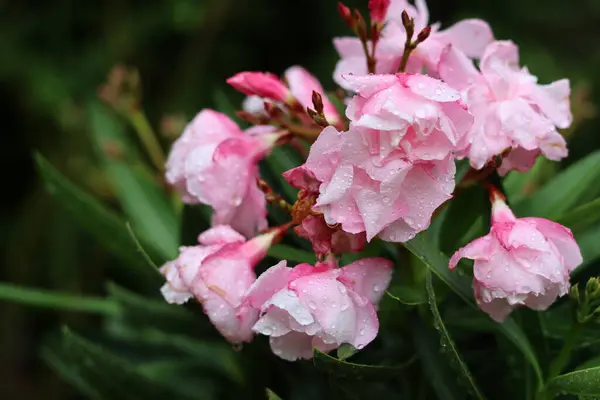 stock image Pink oleander flowers with raindrops on the petals. Close up photo of beautiful garden plant. 