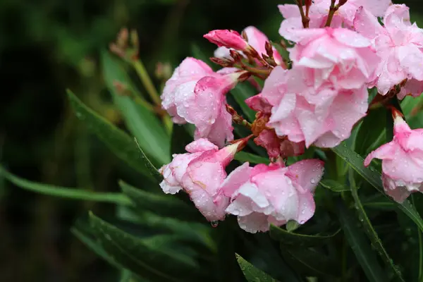 stock image Pink oleander flowers with raindrops on the petals. Close up photo of beautiful garden plant. 