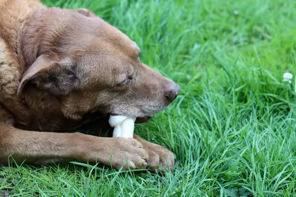 stock image Cute brown dog chews a bone in a garden. Senior dog's happy life. Labrador enjoying a toy on green grass. 