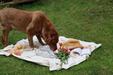 Yetişkin Labrador köpeği piknik battaniyesinde yiyecek arıyor. Açık havada sevimli bir ev hayvanı fotoğrafı. Yaz tatili aktiviteleri kavramı. 