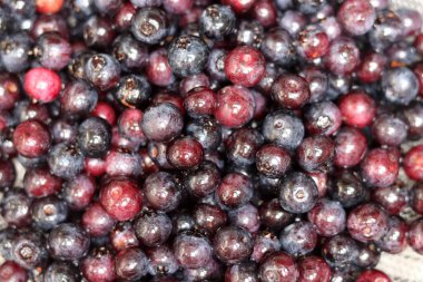 Taze olgun yaban mersinlerinin arka planı, yakın plan, makro fotoğraf. Sağlıklı yeme kavramı. 