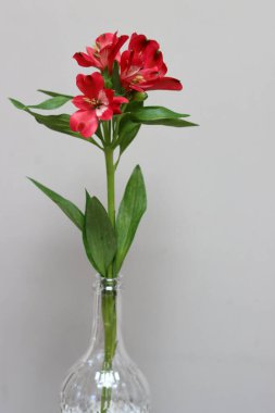 Vazoda kırmızı Alstroemeria çiçeği, gri arka planda, yazı için yeri olan bir vazo. Basit kompozisyon hala hayat. 