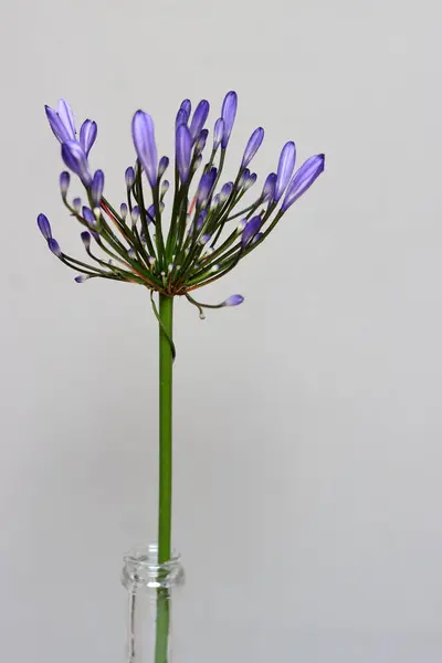 stock image Agapanthus africanus in a vase on a light grey background. Minimalistic still life with a blue flower. 